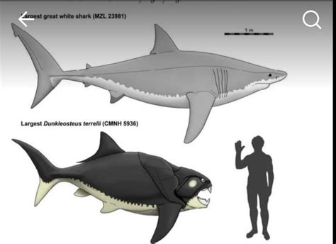 How Bad Is This Rendition Of Great White From A Recent Paleontological