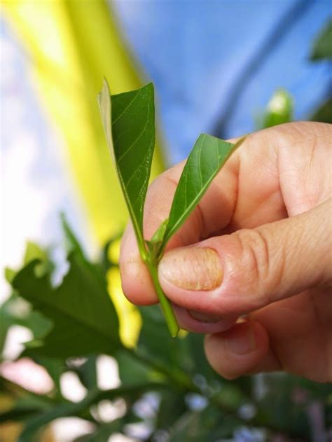 Cara Mudah Perbanyakan Tanaman Dengan Stek Pucuk Daun Petani Top