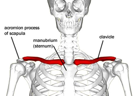 Clavicle