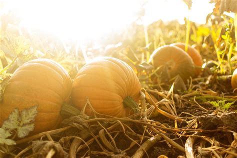 Pumpkin Planting And Growing Learn How Pumpkins Grow Bonnie Plants