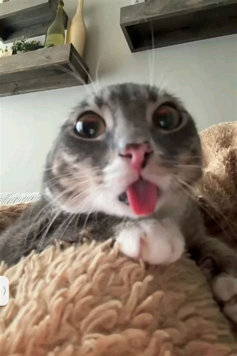 silly cat p cute cat pictures video silly cat  funny cat