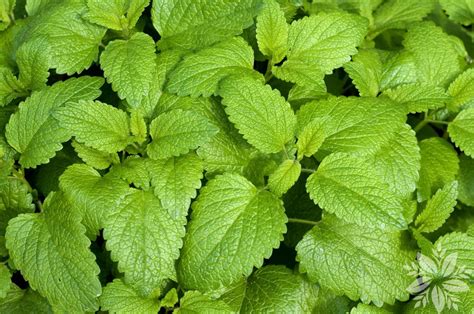 Cuidado Óptimo De La Melissa Officinalis Planta De Bálsamo De Limón