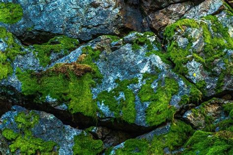 How To Grow Moss On Rocks A Complete Guide Mosspedia The Ultimate