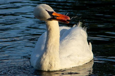 Swan Foto & Bild | australia, nature, world Bilder auf fotocommunity