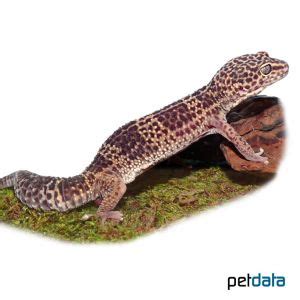 Common Leopard Gecko Eublepharis Macularius Pet Wiki