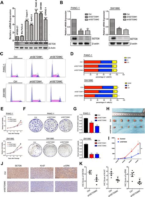 SETD8 Knockdown Repress PDAC Proliferation In Vitro And In Vivo A