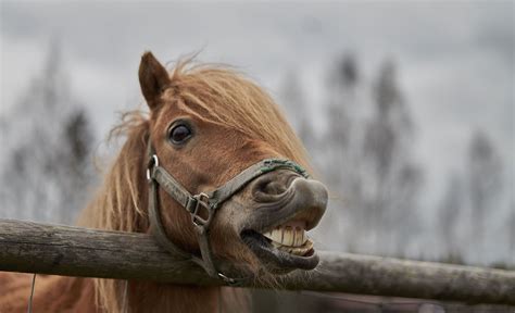 What Causes Equine Dental Problems? | Dutchess County, NY | Advanced Equine HV