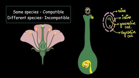 What Happens After Pollination Sexual Reproduction In Flowering Plants Biology Khan