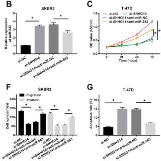 Snhg Knockdown Mitigated The Proliferation Migration And Invasion