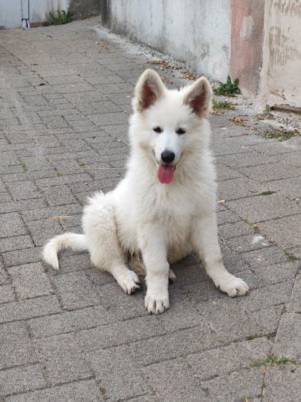 Profil de Berger Blanc Suisse Mr nice Guy Athos Poids photos et détails