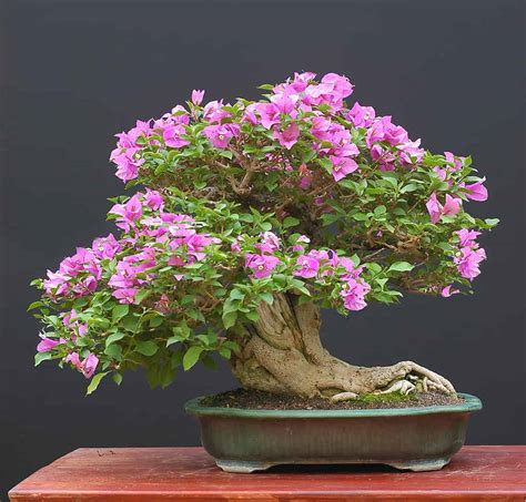 How To Make Bougainvillea Bonsai