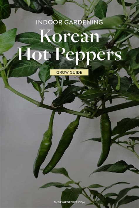 How To Grow Korean Chili Peppers