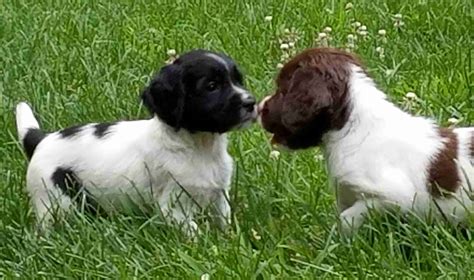 English Springer Spaniel Puppies Woodland Kennel