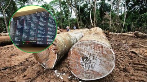 Cambios en Ley forestal reciben críticas por promover deforestación