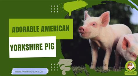 The Adorable American Yorkshire Pig: A Breeder's Guide - Farming Plan