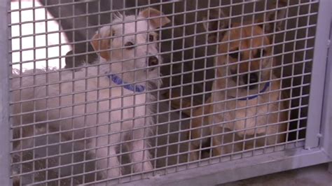 La Reaches No Kill Goal For Dogs In City Shelters Abc7 Los Angeles