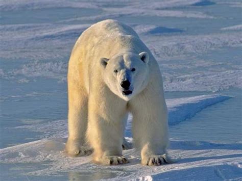 Oso Polar Ursus Maritimus Caracter Sticas H Bitat Alimentaci N Y