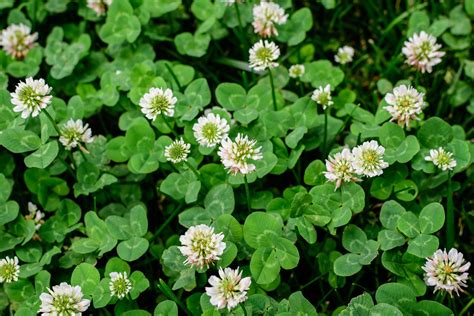 Pourquoi les trèfles à quatre feuilles sont ils si rares à trouver C