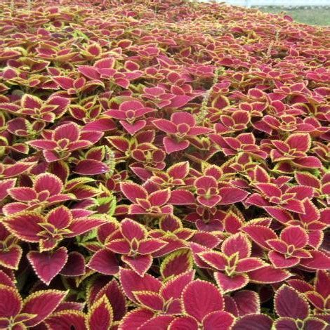 100 Pcs Bag Rare Coleus Seeds Blumei Rainbow Mix Color Flower Seeds For