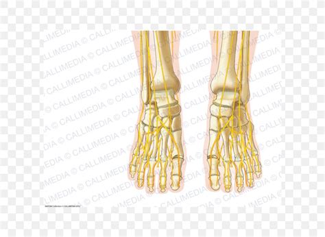 Human Foot Nerve Anatomy