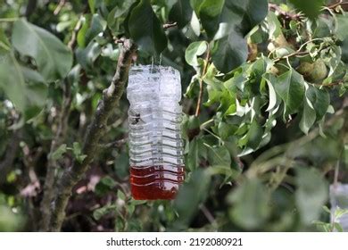 Asian Hornet Trap Made Plastic Bottle Stock Photo 2192080921 | Shutterstock