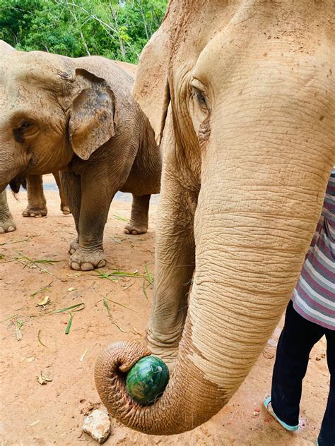 All Elephant Home Phuket ออลล์ เอลเลเฟ่นท์ โฮม ภูเก็ต รีวิวสถานที่