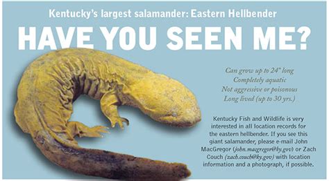 Art Lander S Outdoors Eastern Hellbender State S Largest Salamander