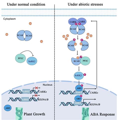 科学网—new Phytologist：拟南芥carks介导的磷酸化促进aba受体单体化，以诱导aba响应 郝兆东的博文