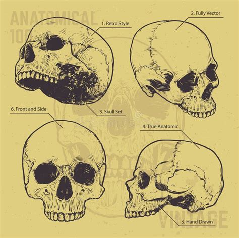 Anatomical Skulls Vector Set Stock Vector Illustration Of Scheme