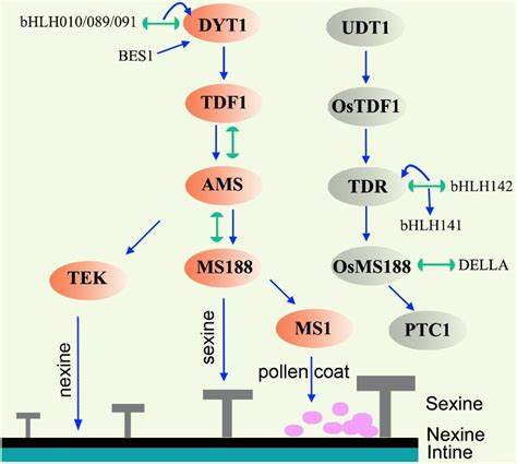 Gene Regulatory Network In The Tapetum Of Arabidopsis And Rice Lines