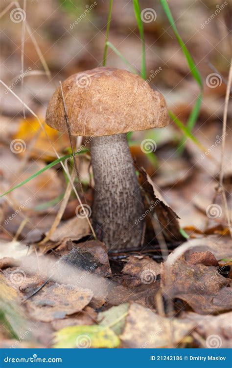 Brown Cap Boletus Stock Photo Image Of Macro Season 21242186