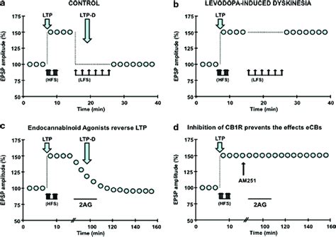 Synaptic Plasticity In Levodopa Induced Dyskinesia And Role Of