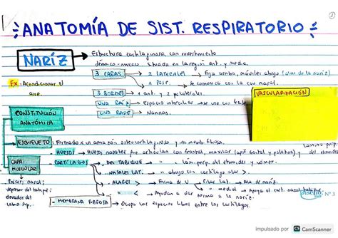 Sistema Respiratorio UDocz