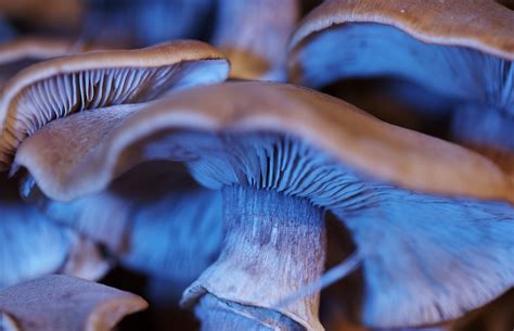 What Are Blue Mushrooms Called Mushroom Headquarters