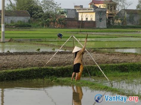 Bình Giảng Bài Ca Dao Sau Hơi Cô Tát Nước Bên đàng Sao Cô Múc ánh