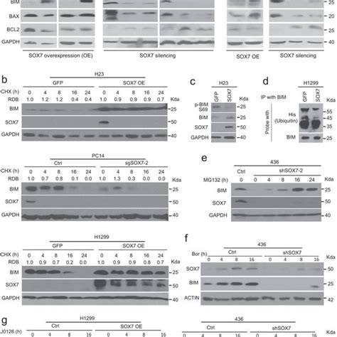 Loss Of Sox Expression Enhanced Drug Resistance Of Cancer Cells A