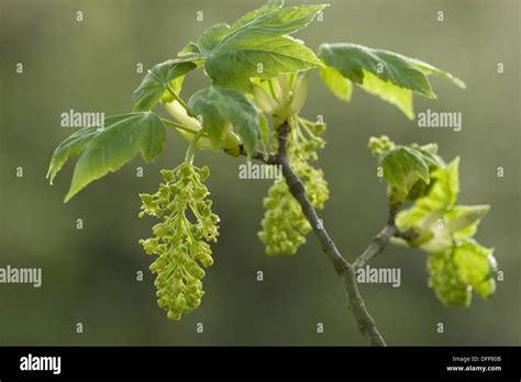 Acer Pseudoplatanus Sycamore Maple Flowering Hi Res Stock Photography