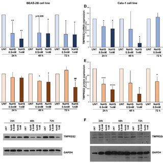 TMPRSS2 Expression In BEAS 2B And Calu 1 Cells Treated With NaHS