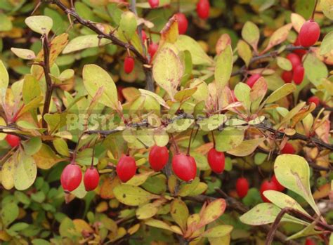 Barberry: Species and Varieties - Best Landscape Ideas