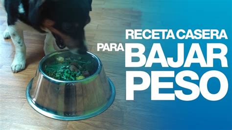 Descubre Los Mejores Piensos Para Perros Gordos Reduce Su Peso De