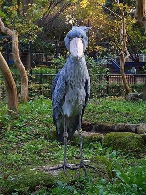 🔥 The shoebill (Balaeniceps rex) is five feet tall and has a wingspan ...