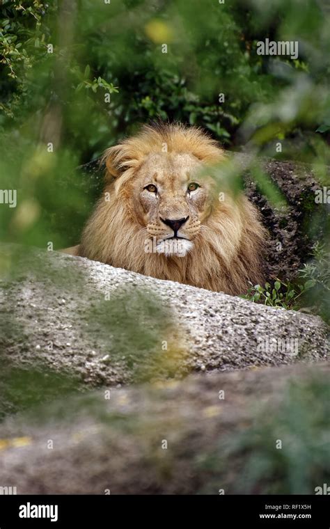 African Lion Panthera Leo Stock Photo Alamy