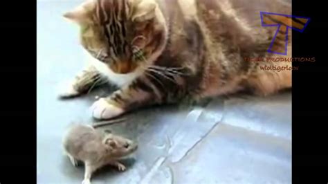 Cats Scared Of Mice And Birds Funny Cat Compilation 720p Youtube