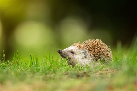 The european hedgehog | Smithsonian Photo Contest | Smithsonian Magazine