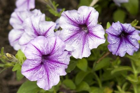 Purple Petunia Flower