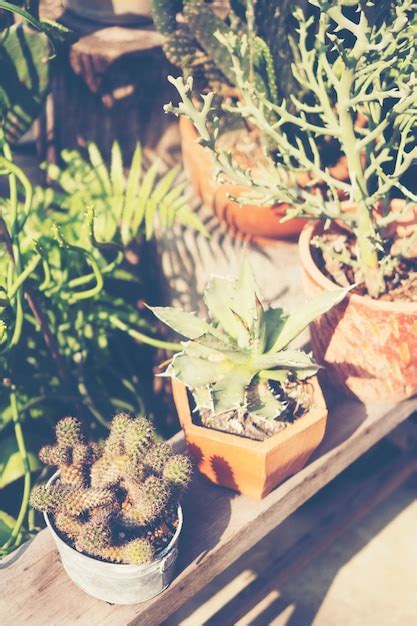 Premium Photo Collection Of Various Cactus And Succulent Plants In