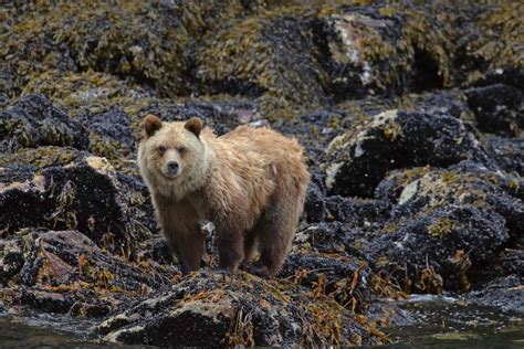 So, Are Grizzly Bears Dangerous? - TheWorldOfSurvival.Com