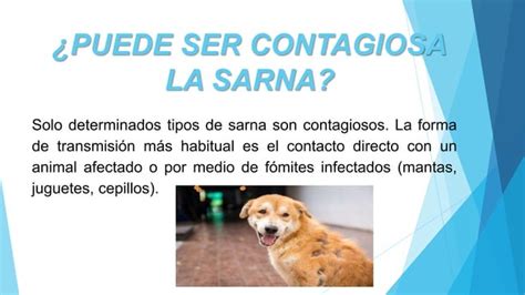 Sarna Canina PPT