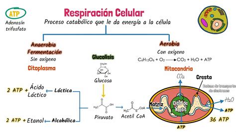 Respiración celular YouTube