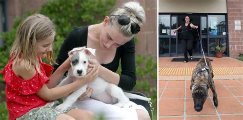 Animal Lovers Flock To Unanderra Shelter During Rspca Adoption Drive